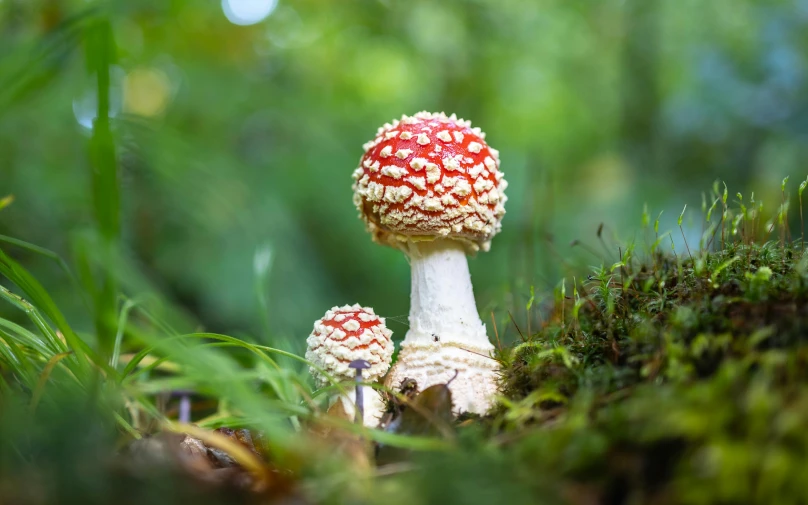 two small mushrooms sit on the mossy ground