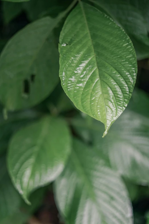 a close up view of the green leaves in the trees