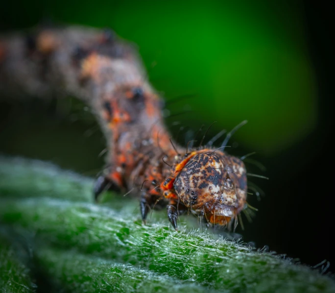 an insect is walking on a leaf with orange