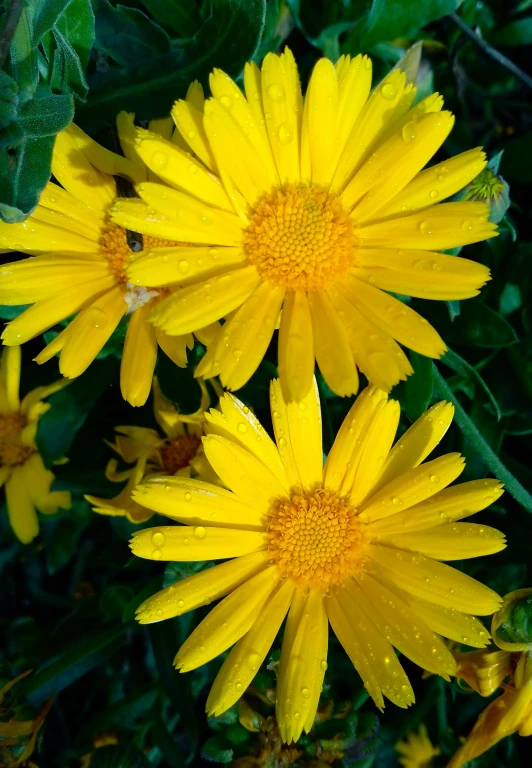 some flowers in the rain on a sunny day