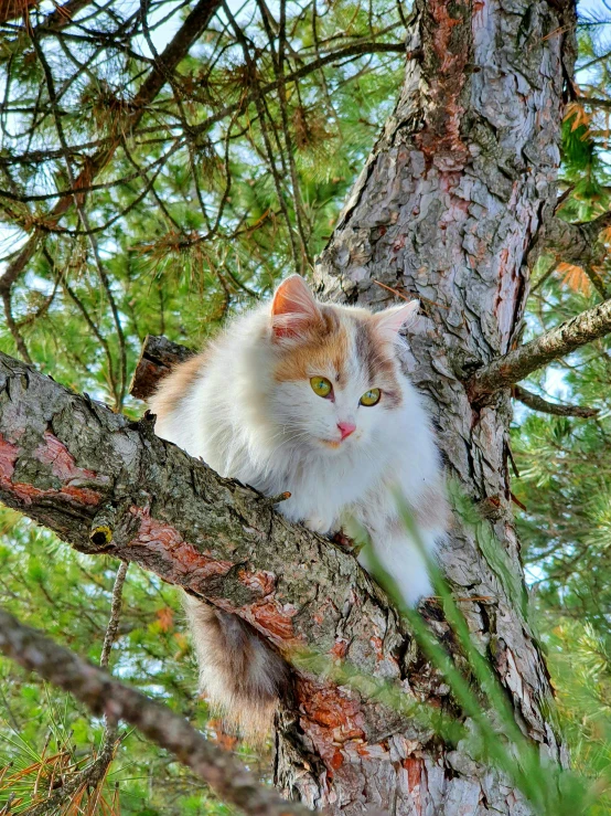 a cat sits in a tree among the leaves