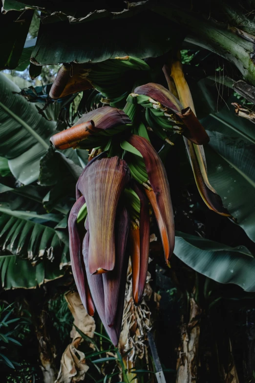 close up of an unripe banana plant hanging from a tree