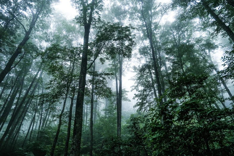 the trees are tall and are not full with leaves