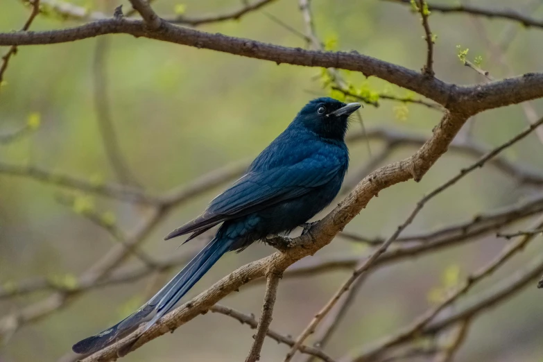 a black bird is perched on a small nch