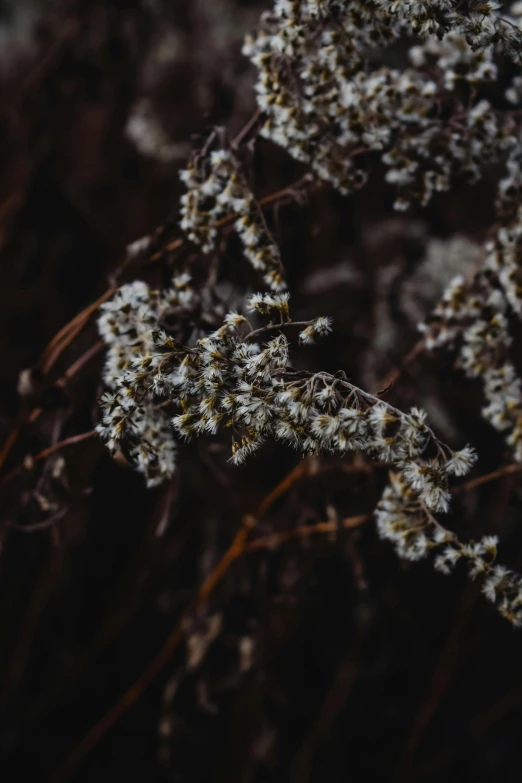 a small white flower on a brown stem