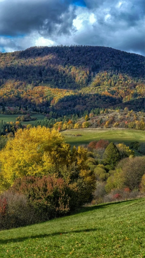 trees in autumn at the foot of a mountain
