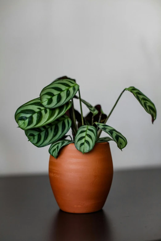 a brown pot with a green and white plant in it
