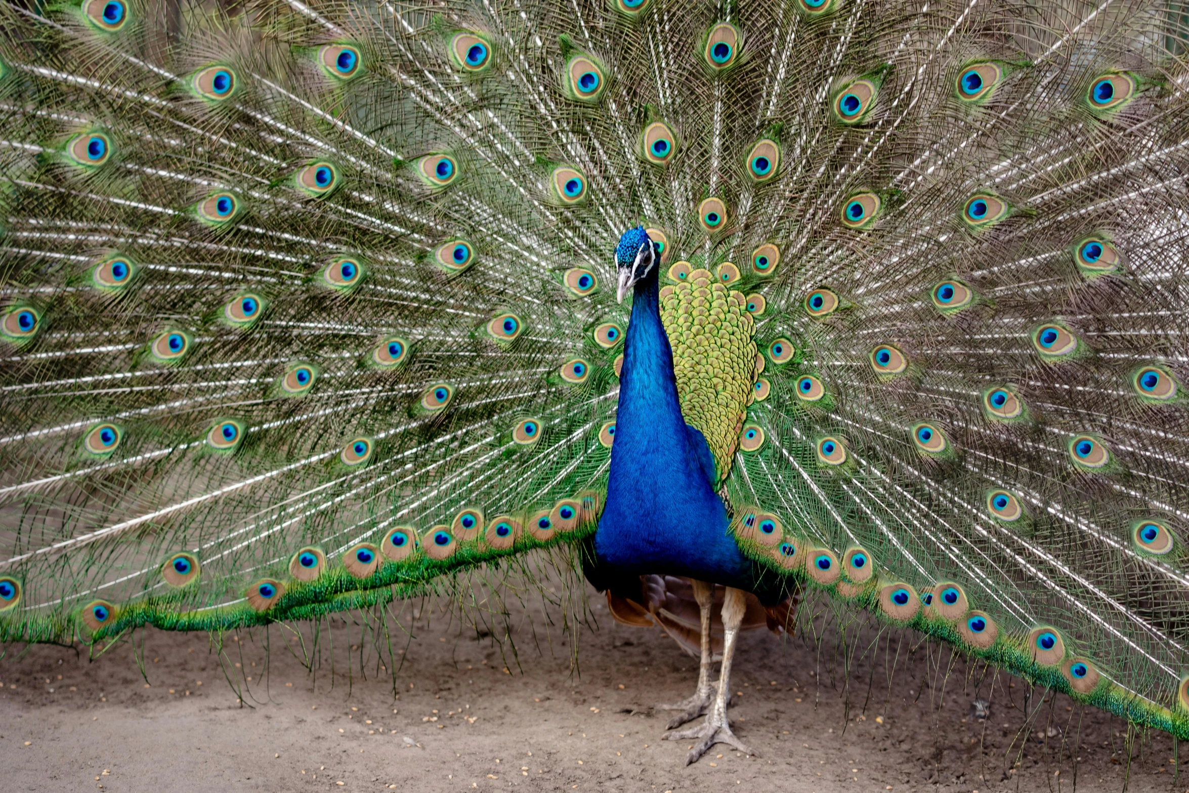 a peacock displaying its colorful feathers with a wide spread