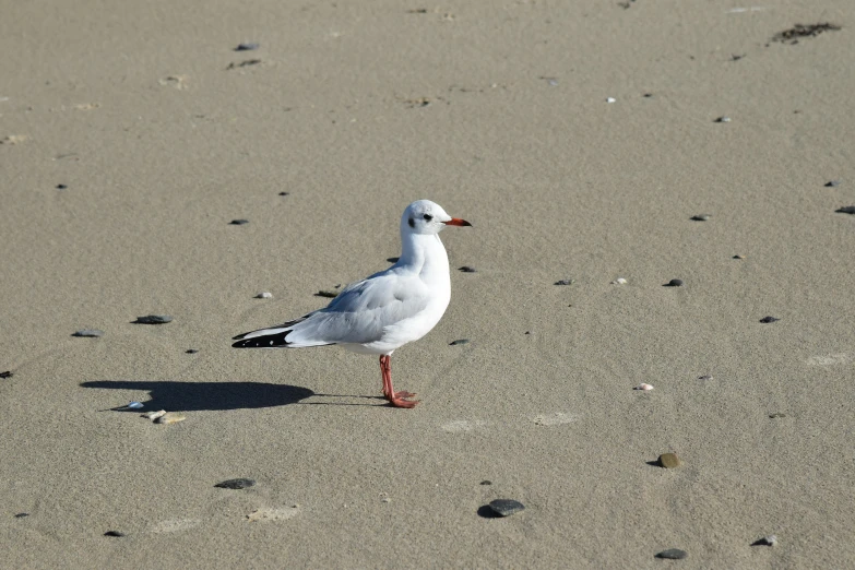 a seagull standing on the sand next to some footprints