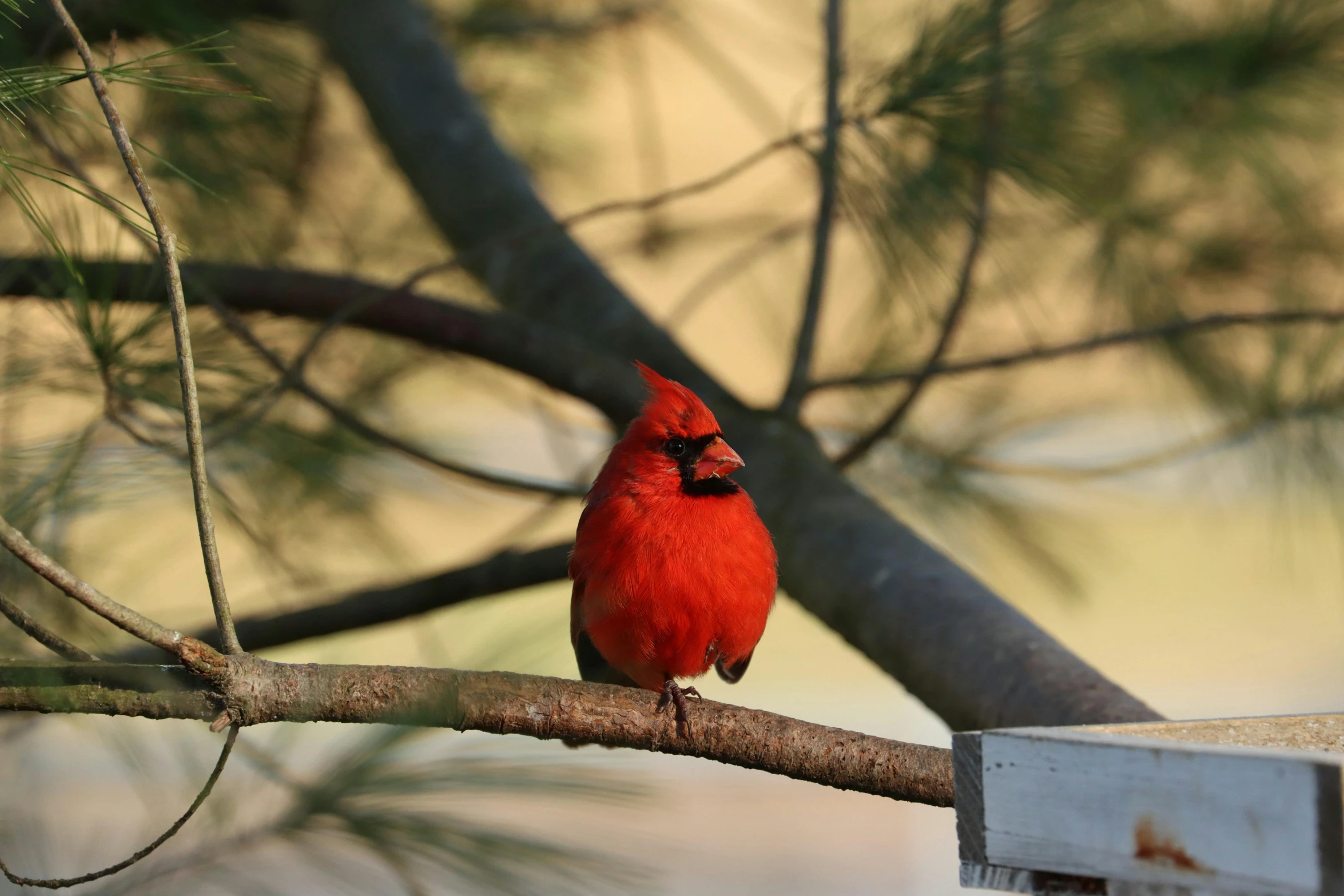 a cardinal is sitting on a nch that holds some seeds