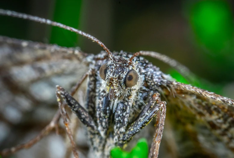 a small insect standing on some grass with green leaves in the background