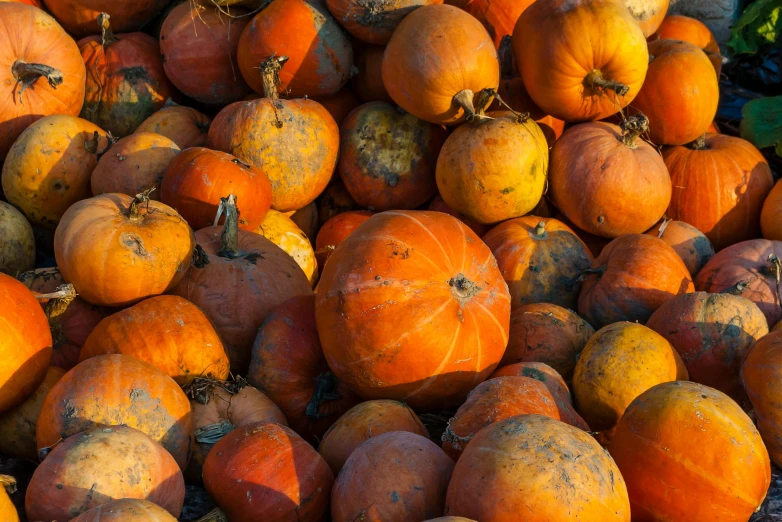 oranges are sitting on top of each other