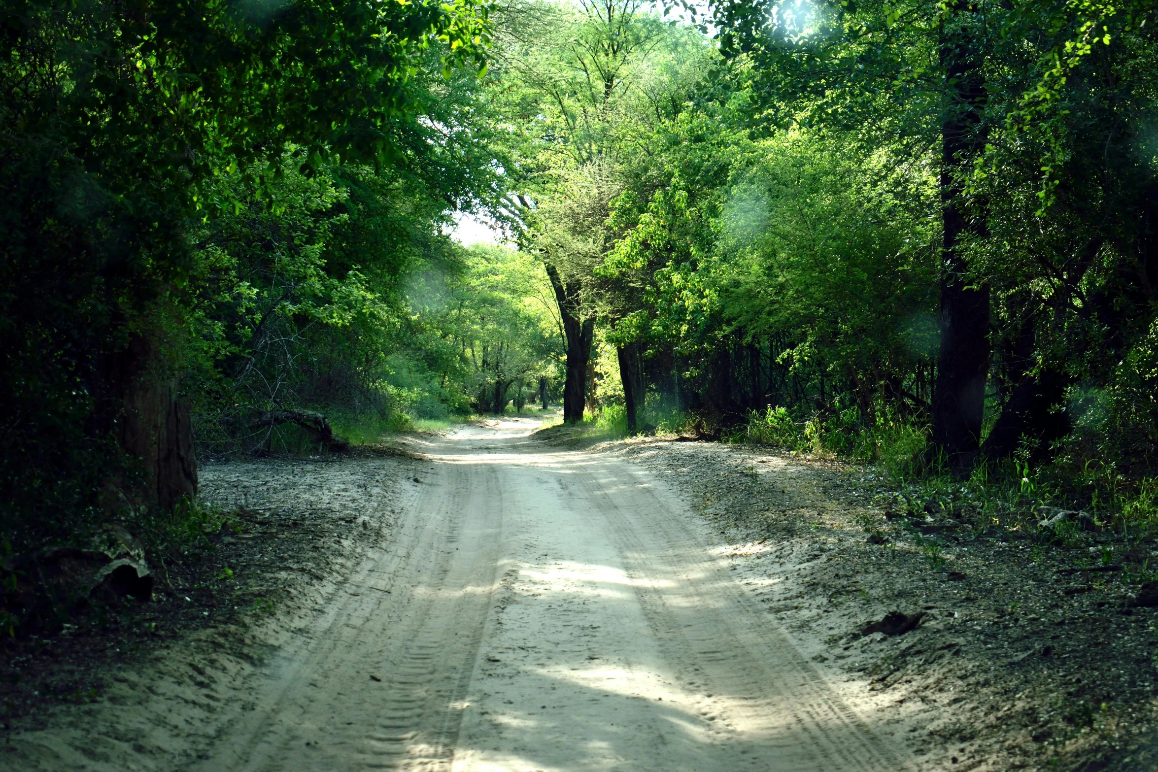 a dirt road with trees lining the sides