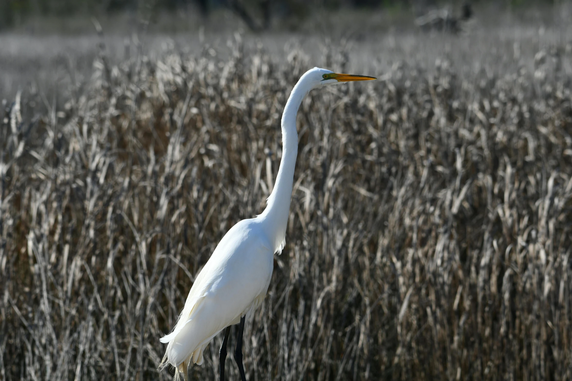 a large white bird stands in the tall grass