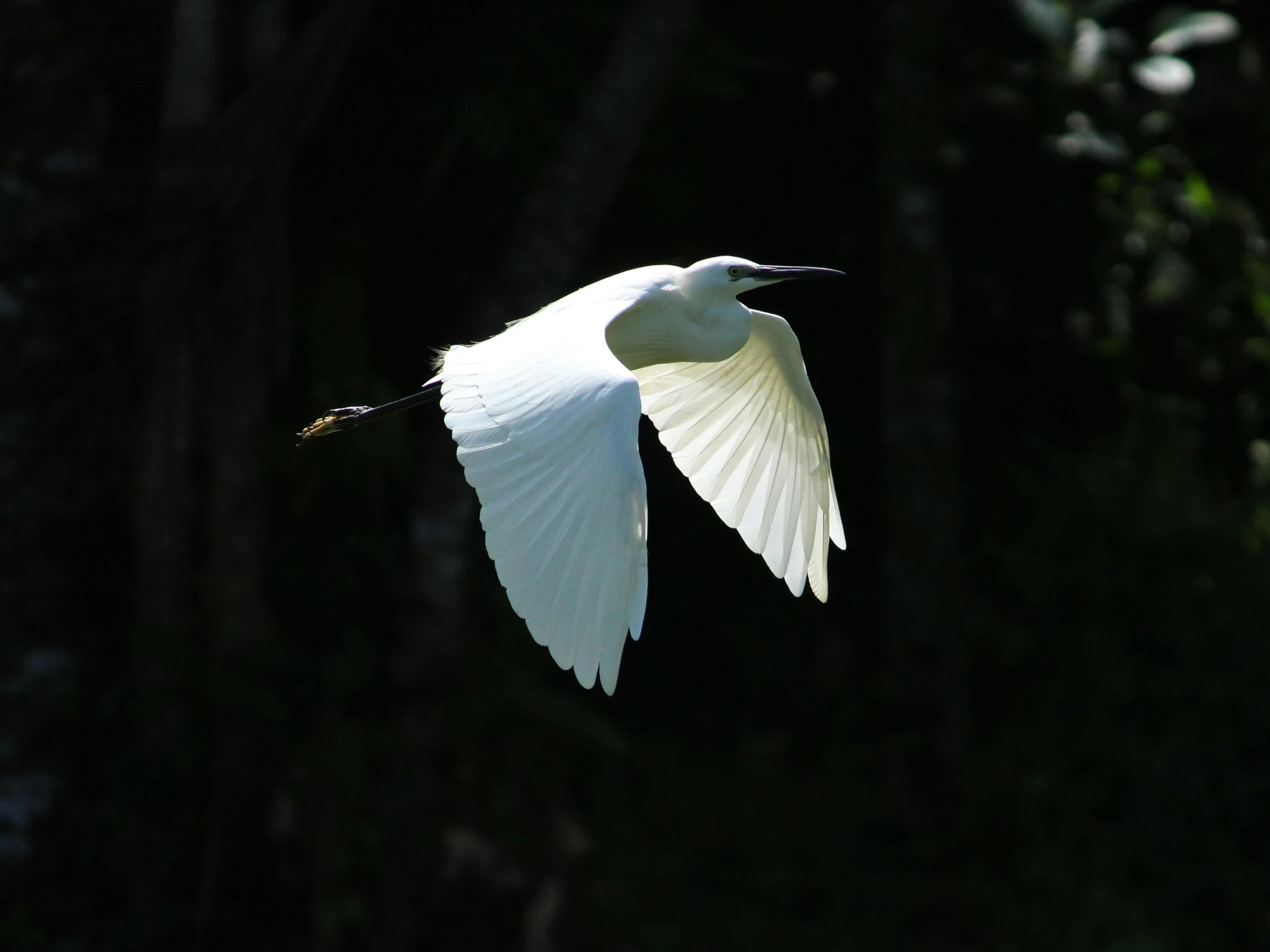 a large white bird flying over the woods