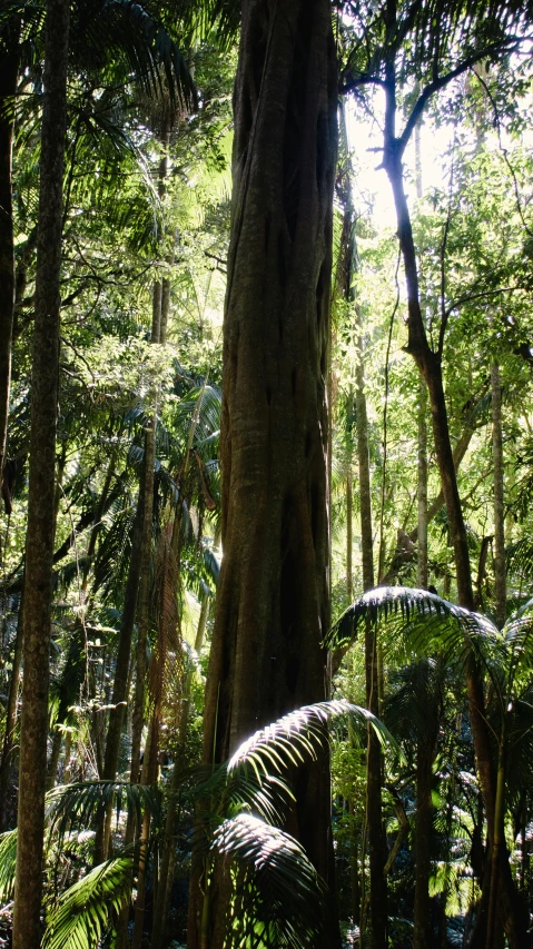 a tall tree surrounded by green trees in a forest