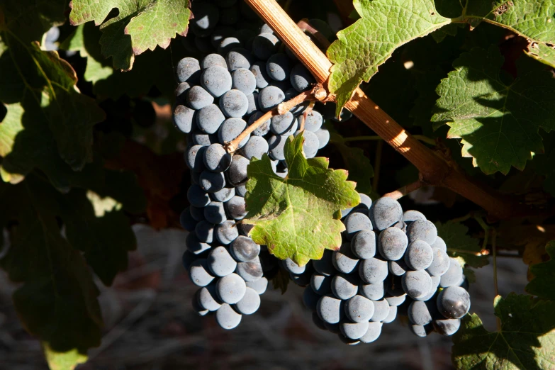 a cluster of blue gs hanging from the vine