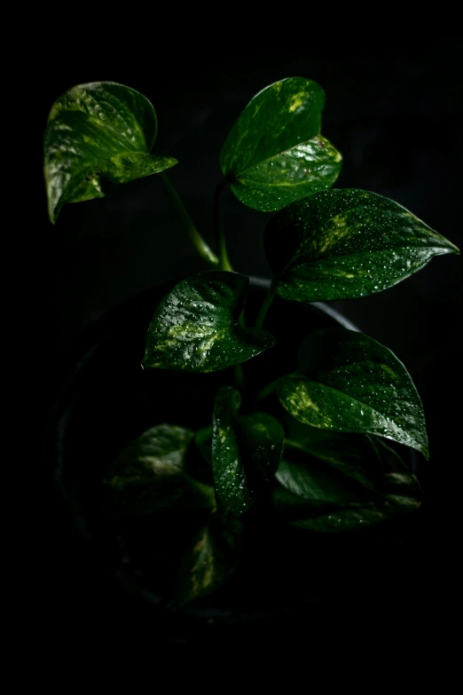 a large green plant sitting on top of a black table