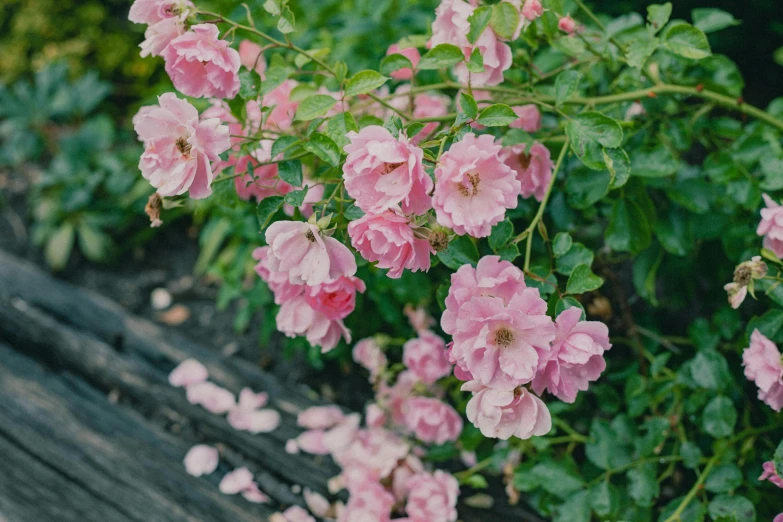 a bunch of pink flowers sitting on the ground