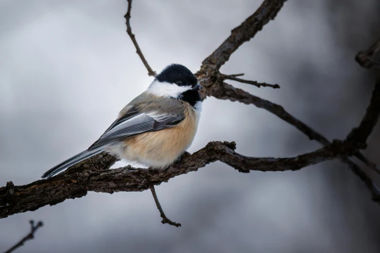 a bird with white on it's head perched on a tree nch