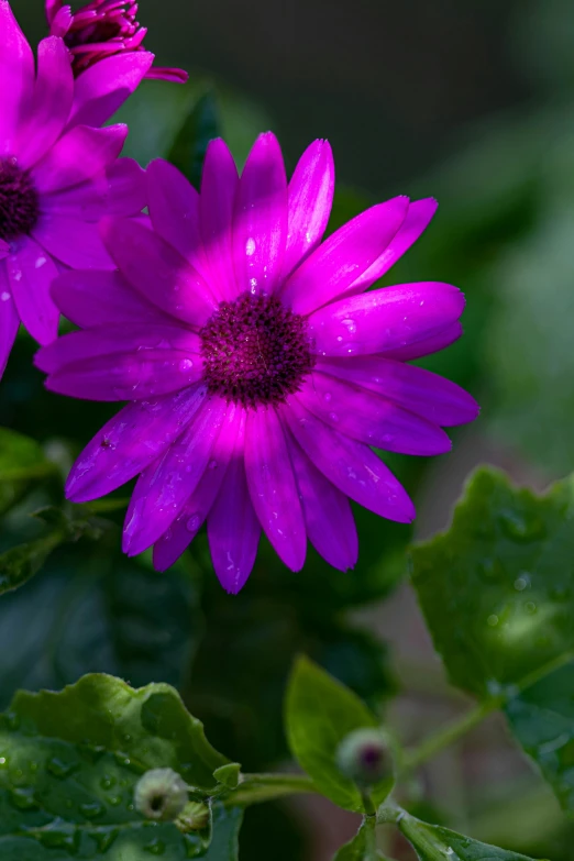 two purple flowers with leaves and rain drops