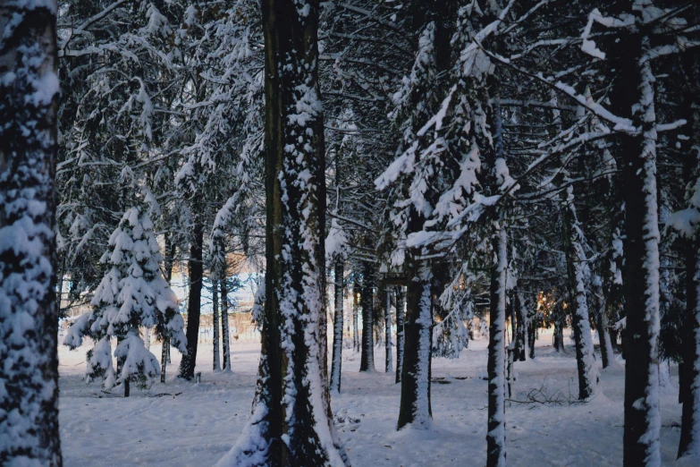 some trees snow and some brown leaves