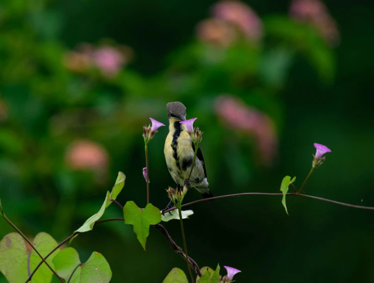 there is a little bird perched on a small nch