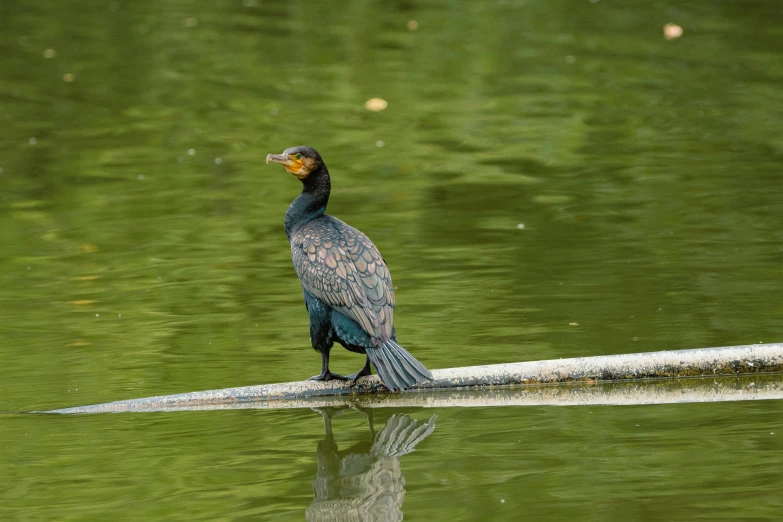 a blue bird perched on a piece of driftwood in a river