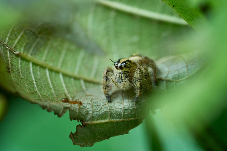 a bee sits on top of a leaf as he rests