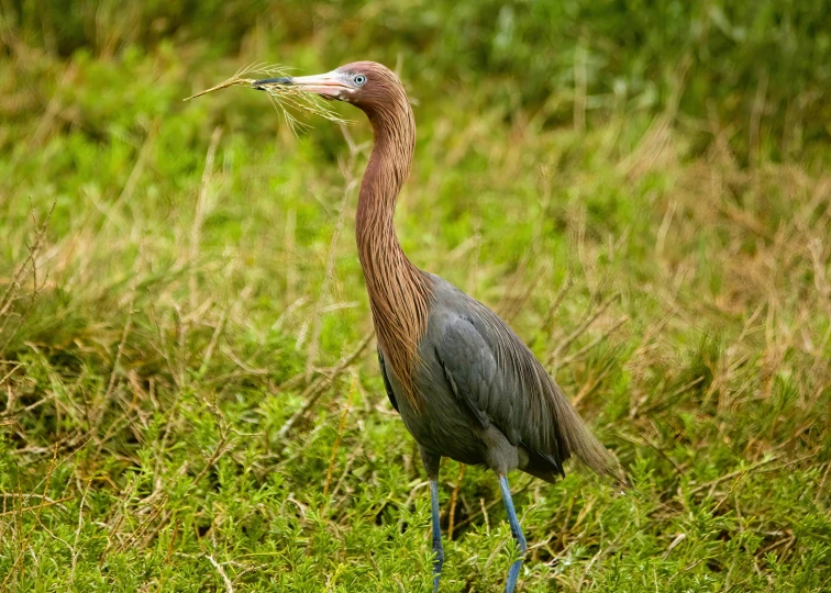 the bird is walking in the grass with a flower in its beak