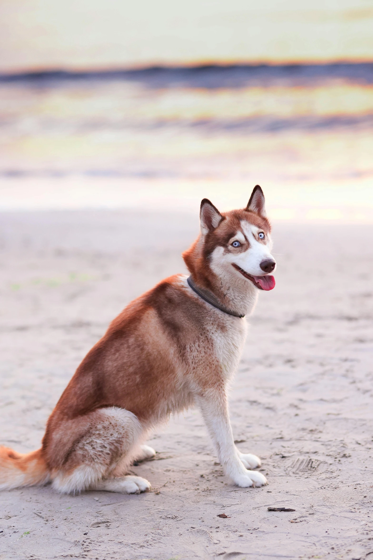 a shiba sitting in the sand on a beach