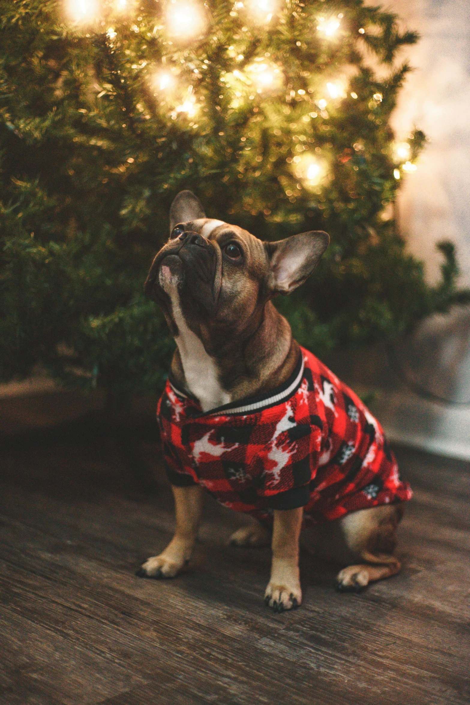 a small dog wearing a sweater by a christmas tree