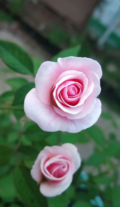 two pink roses are in a pot on a window sill