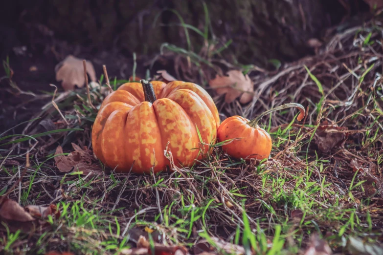 three small pumpkins are sitting in the grass