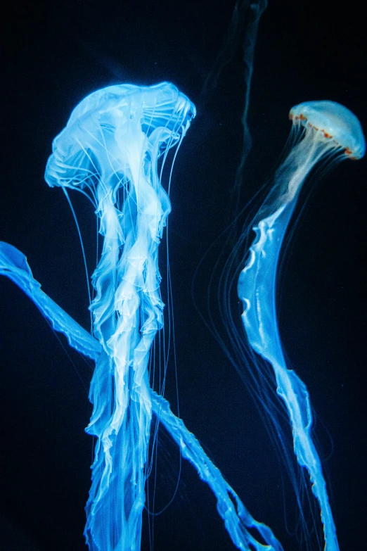 two blue, light - up jellyfish are swimming in water