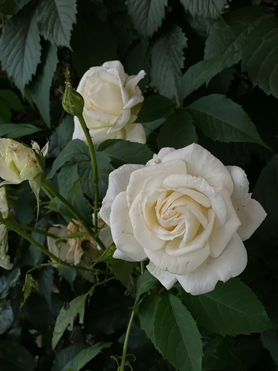 a close up of white roses in a garden