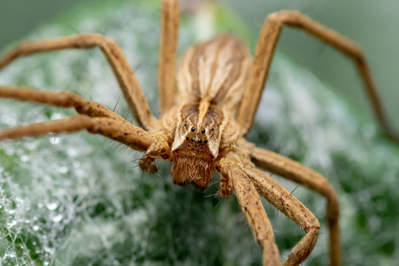 the back side of a brown spider sitting on a leaf