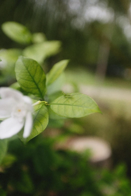 a white flower that has just bloomed up