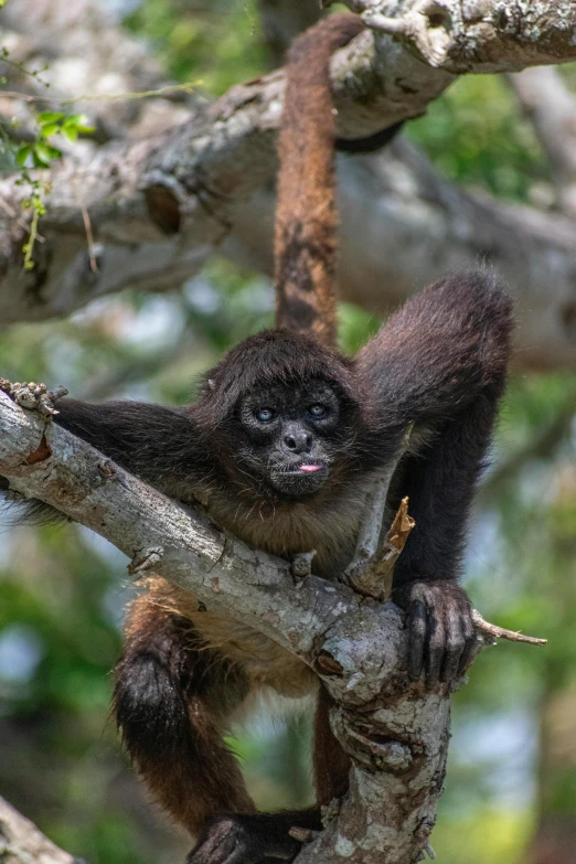 a monkey with large long fur sitting in a tree