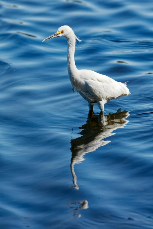 white bird wading through water on clear blue day