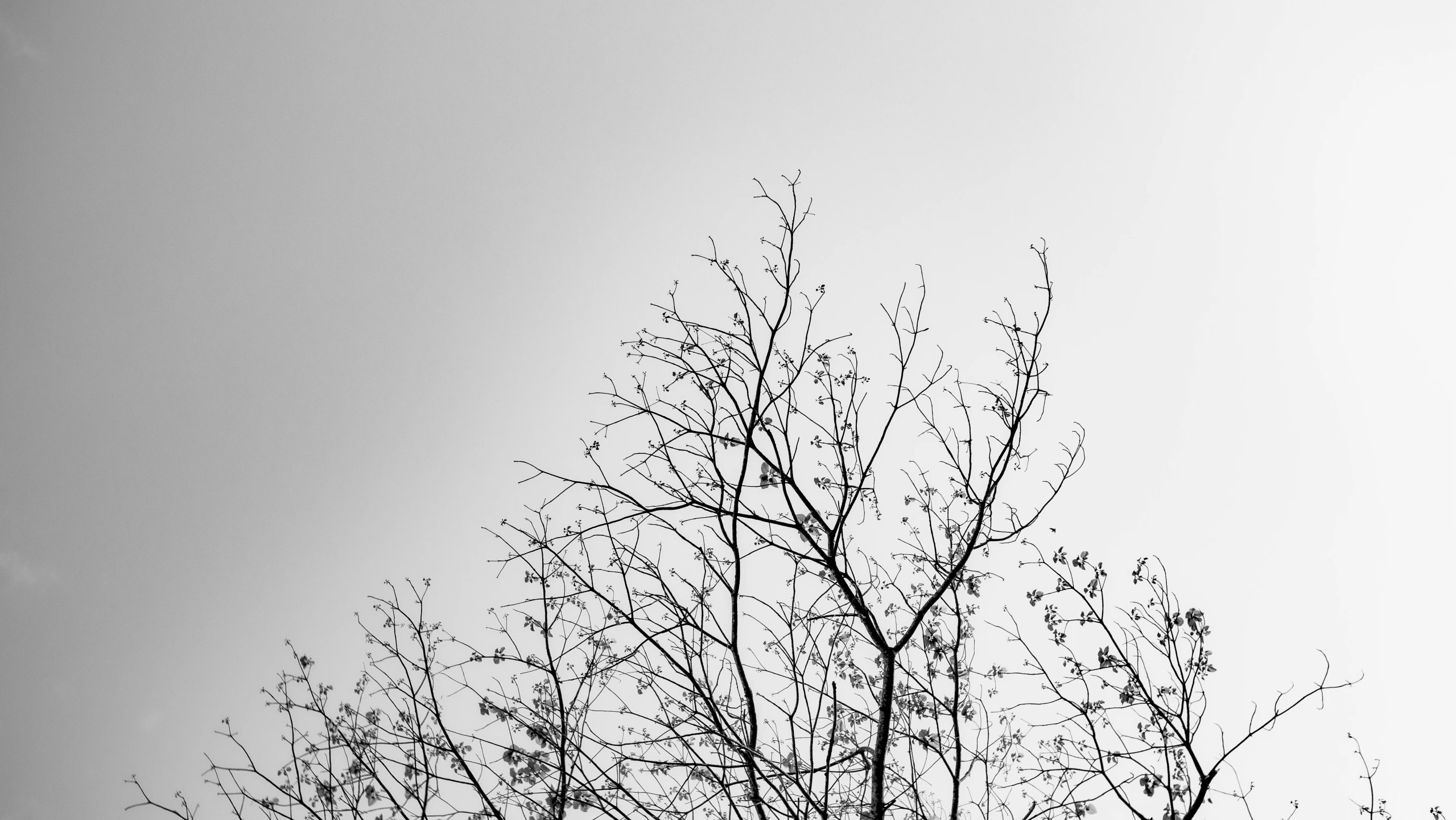 a clock in the middle of a tree