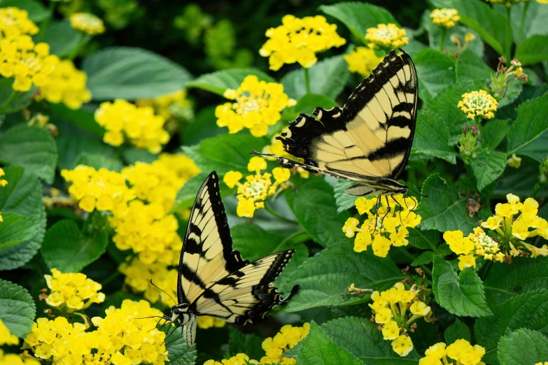 two erflies flying through yellow flowers