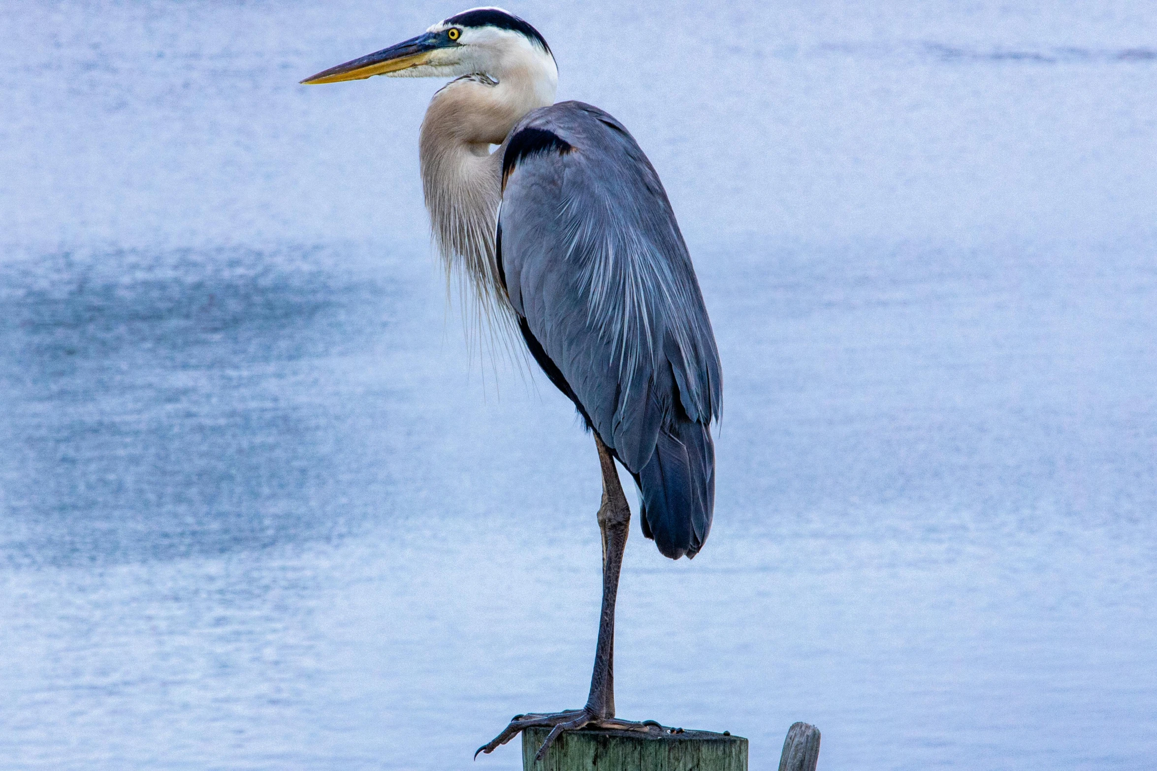 a blue heron perched on top of a wooden post next to water