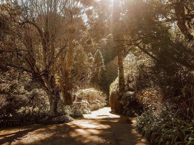 a sunny path through the woods at sunset