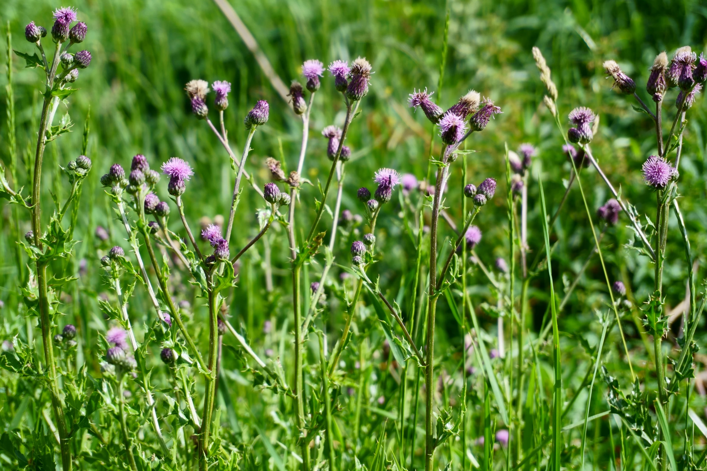 many purple wildflowers are in a meadow