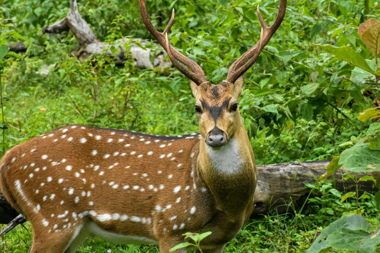 there is an animal that is standing in the grass