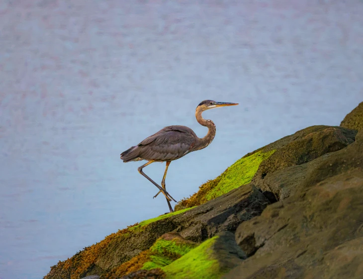 a very tall bird standing on some rocks