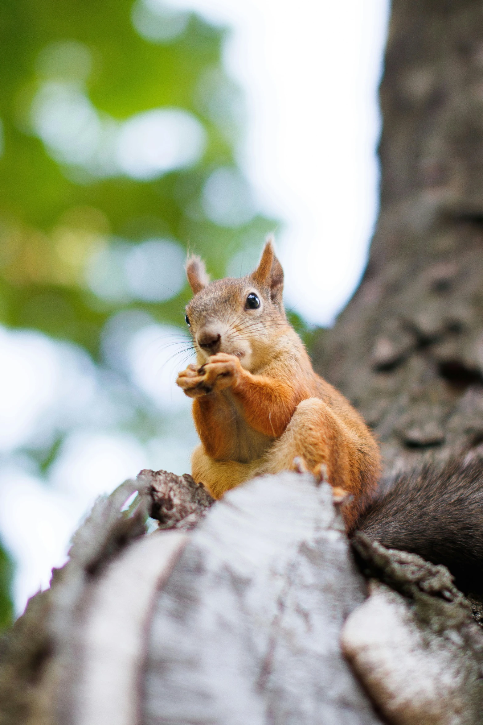 an orange squirrel sitting on top of a tree trunk