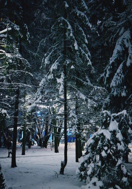 snowy trees in a park, on the way to a el