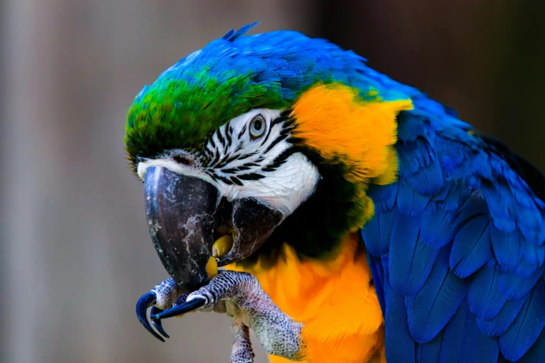 blue, yellow, and green parrot on tree nch